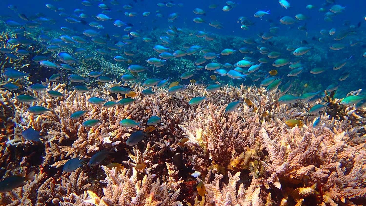 Plus beaux fonds marins Lombok - Snorkeling à Lombok