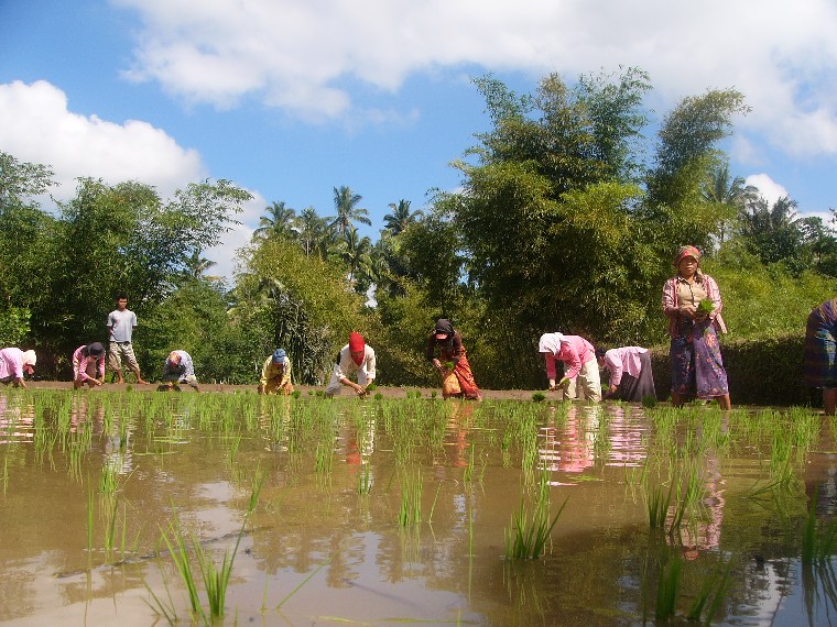 Tetebatu, randonnée entre montagnes et rizières de Lombok